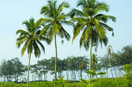 palm tree trees, palm grove against the blue skyの写真素材