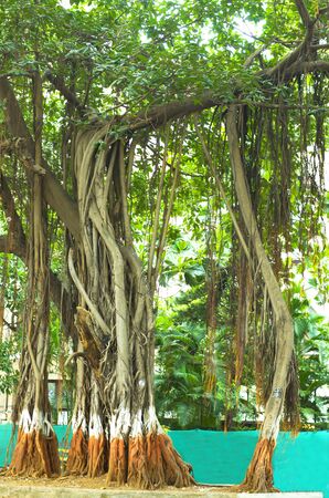 Great Banyan Tree, a tropical tree in Indiaの写真素材