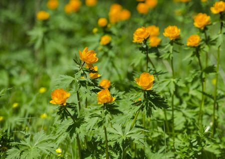 flowers of Siberia of Frying orange beautifulの写真素材