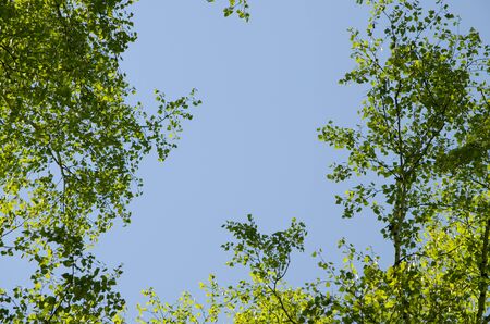 Young birch leaves against the sky