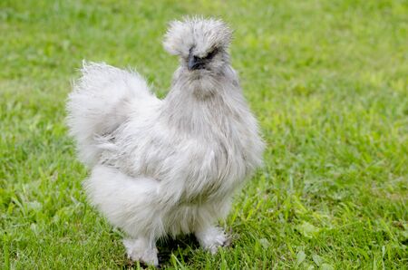 Poultry chicken and rooster Chinese silky breedの写真素材