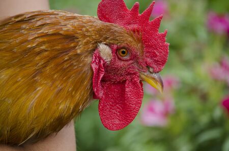 Poultry head of a rooster thoroughbredの写真素材