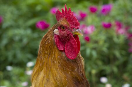 Poultry head of a rooster thoroughbred
