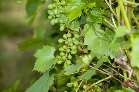 Grapes green on a bush unripe