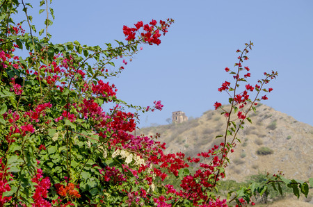 beautiful landscape tropical flowers against the background of mountainsの写真素材