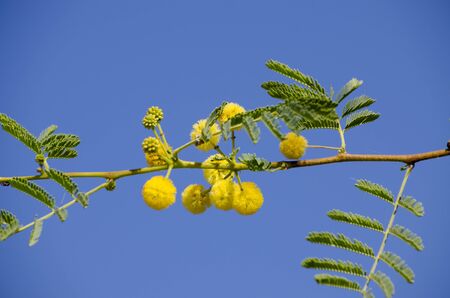 beautiful tropical plants in Indiaの写真素材