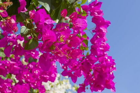 Tropical bush of Bugenvilliya with flowers