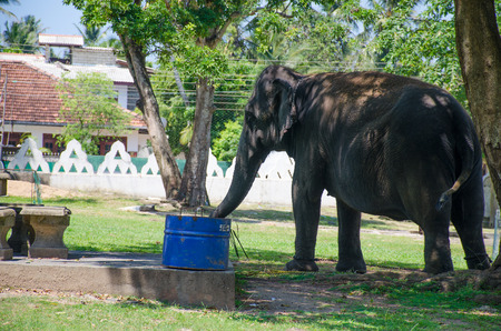 Animal the Indian elephant