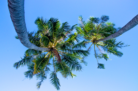 green palm tree beautiful blue sky