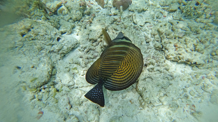 fauna of the indian ocean under water
