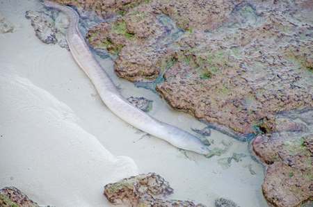 moray eel fish between stones