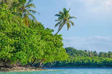 Landscape tropical trees in oceanの写真素材