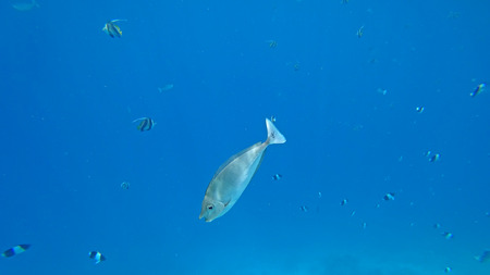 fauna under water sea fishes