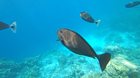fauna under water sea fishes