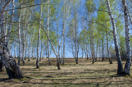 Spring in Sibir in Mayの写真素材