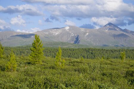 taiga against the background of the high mountains