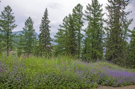 Taiga with medicinal plant willow-herb in Russiaの写真素材