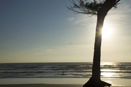 Tropical landscape sunset among tree