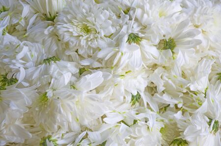 Natural background of flowers and petels