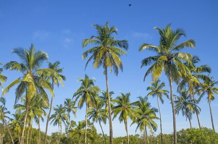 landscape tropics Asia palm trees against the background of the blue skyの写真素材