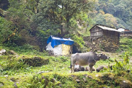 Village in Himalayas mountains Nepal with petsの写真素材