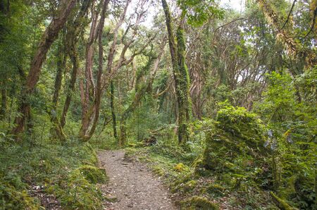 tropical forest in Asia in the mountains of Nepal