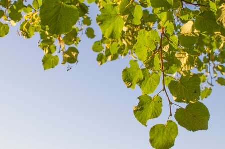 branch with foliage tree lindenの写真素材