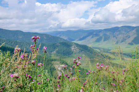 Landscape of Altai mountains in Russia with forest and plantsの写真素材
