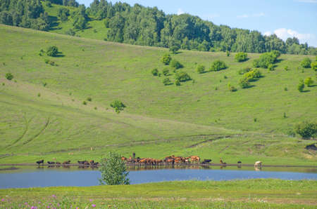 horses graze near the lake beautiful landscape in summer