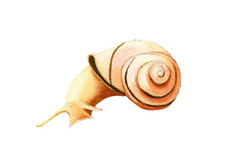 Hand painted cute yellow watercolor snail isolated on the white backgroundの写真素材