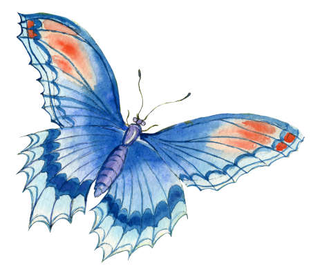 Hand painted watercolor blue and red butterfly isolated on the white backgroundの写真素材