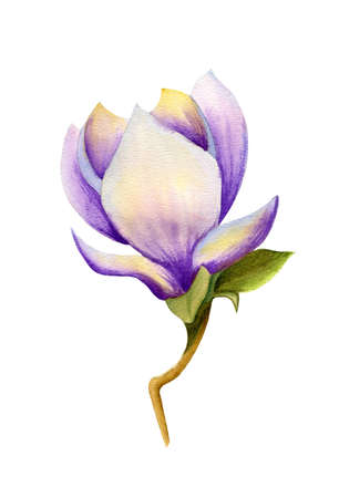 Hand painted watercolor single magnolia flower isolated on the white backgroundの写真素材