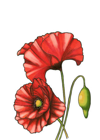Hand drawn marker poppies blooming isolated on the white backgroundの写真素材