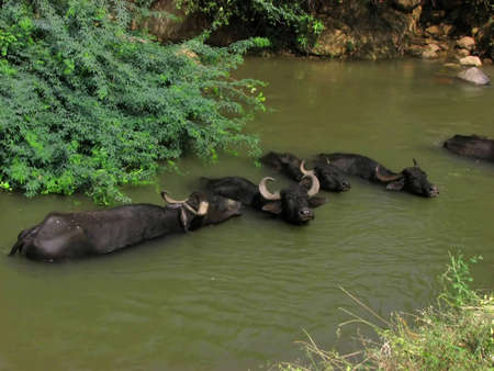 Buffalos rest