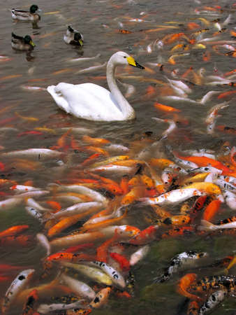 Fishy lakeの写真素材