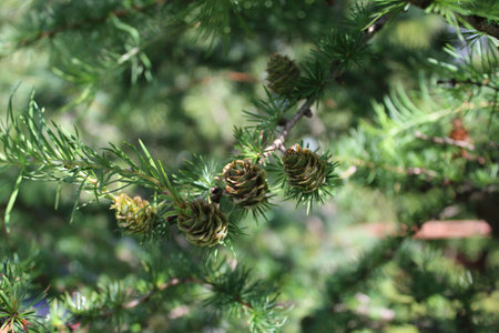 Close-up shot of spruce branch with conesの写真素材