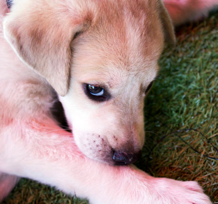 Two month labrador in the yard