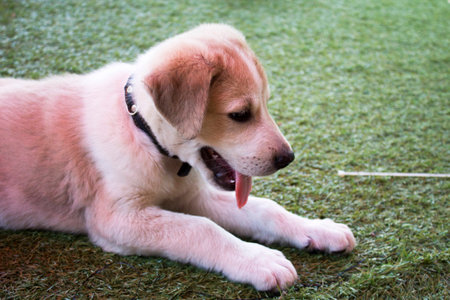 Two month labrador in the yardの写真素材