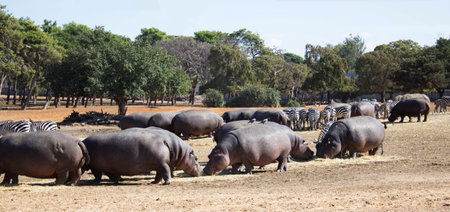 Hippos and zebras herdの写真素材