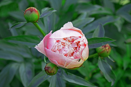 Big beautiful pink bud of garden peonyの写真素材