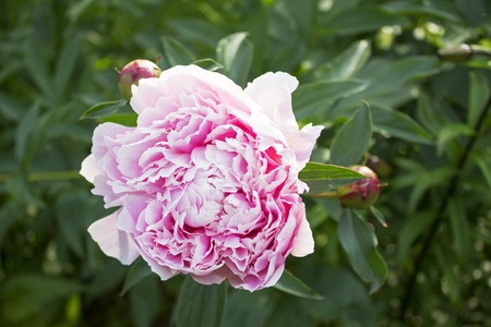 Big beautiful pink flower of garden peonyの写真素材