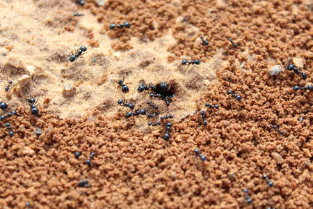 Ants. Macro photo. Termitnik. Colony of antsの写真素材