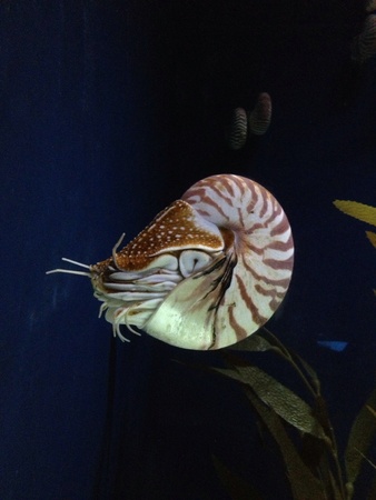 The incredible sea creatureの素材