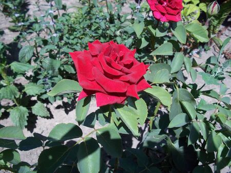 Red rose on a flower bedの写真素材