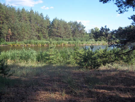 Pine forestの写真素材