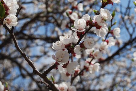 Spring flowersの写真素材