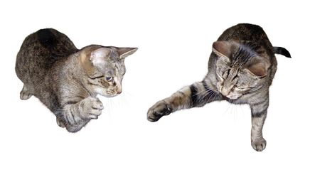 Two playful grey cats