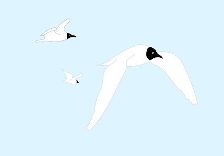 three seagullsのイラスト素材
