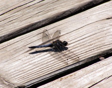 big dragonfly