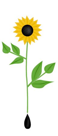 Cartoon drawn sunflower and seeds, isolated on a white backgroundの写真素材